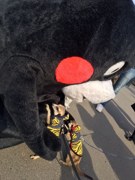 くまファンラン×スイーツマラソン 009.JPG